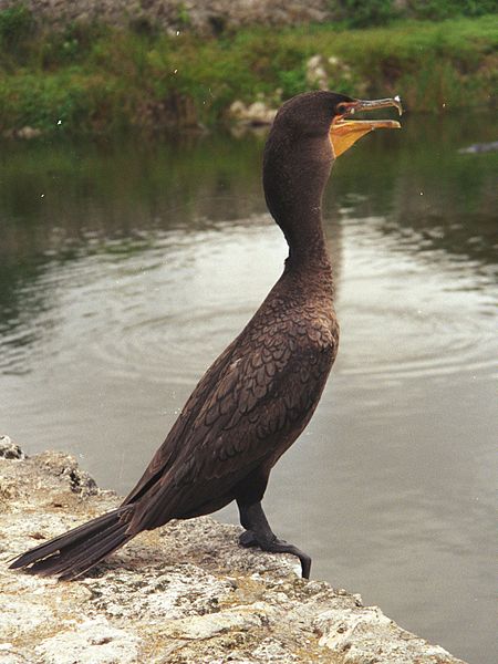 File:Tier Wasservogel schwarz Everglades Florida USA.jpg