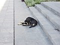 Hund in Tirana, schwarzes Fell