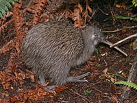 Southern brown kiwi (Apteryx australis)