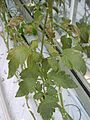 Tomatenblatt bronzeartig verfärbt durch Rostmilbenbefall / Leaf with Aculops lycopersici