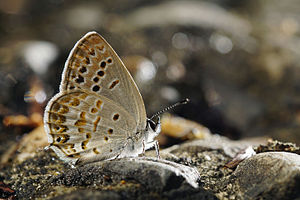 Tongeia hainani male 20150315.jpg