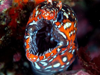 Leopard moray eel