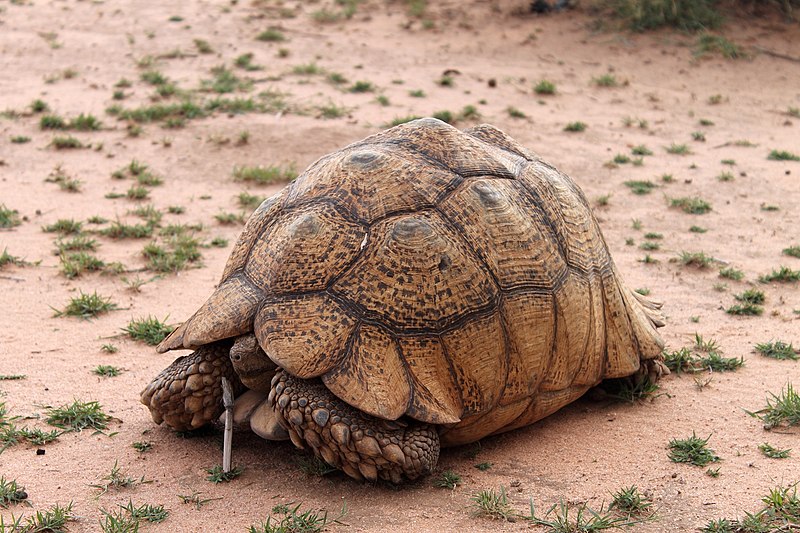 File:Tortue de somalie ,gabiley.JPG