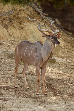 Tragelaphus strepsiceros