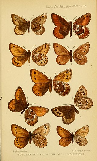 <i>Oeneis magna</i> Species of butterfly