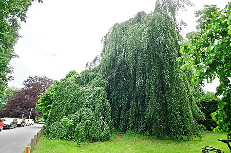 Trauerbuche Hannover Nordstadt