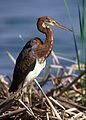 Egretta tricolor