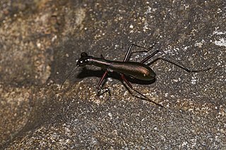 <i>Tricondyla</i> Genus of beetles