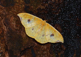 <i>Tridrepana fulvata</i> Species of hook-tip moth