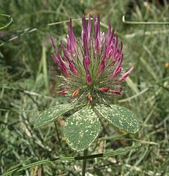 Description de l'image Trifoliumhirtum3.jpg.