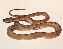 Trimeresurus flavoviridis tokarensis (Protobothrops tokarensis)[Ri Ben She Lei Tu Pu ] Maki 1933 pl LXXXV (cropped).jpg