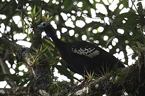 Descrizione dell'immagine Trinidad piping-guan.jpg.