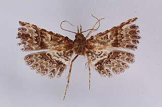<i>Triscaedecia dactyloptera</i> Species of moth