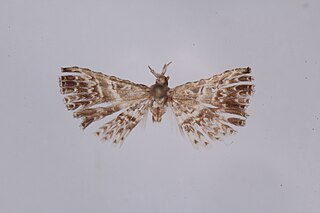 <i>Triscaedecia septemdactyla</i> Species of moth