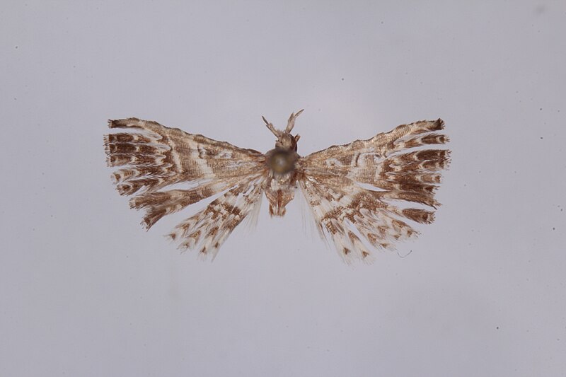 File:Triscaedecia septemdactyla (Pagenstecher, 1900) adult.jpg