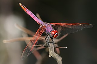 <i>Trithemis annulata</i> Species of dragonfly