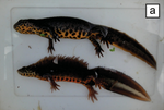 Thumbnail for Anatolian crested newt