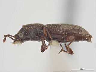 <i>Trogoxylon punctatum</i> Species of beetle