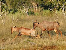 Common tsessebes in Botswana Tsessebes.jpg