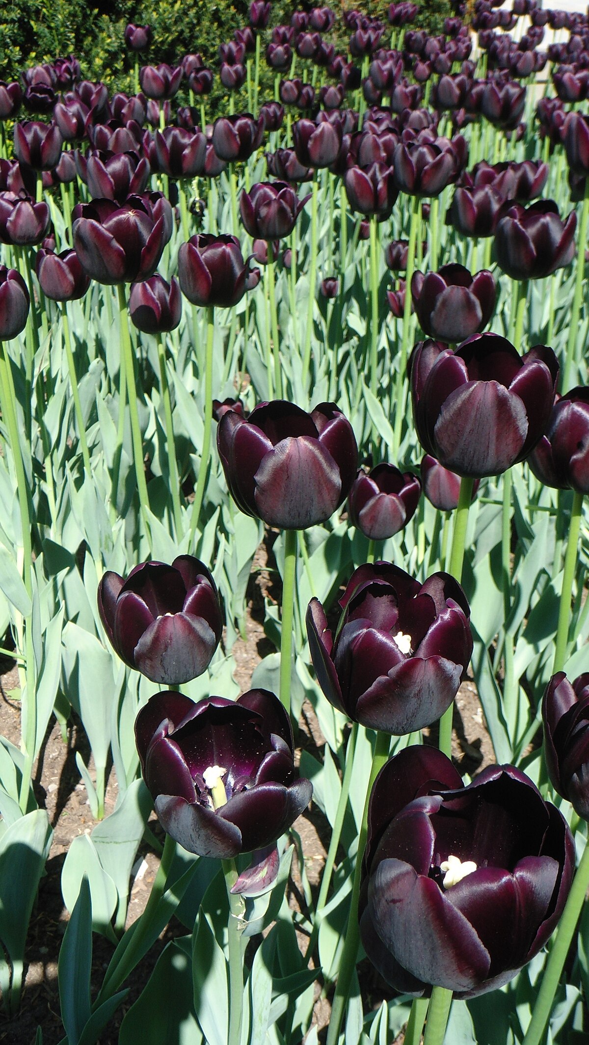 File Tulipe Noire Jpg Wikimedia Commons