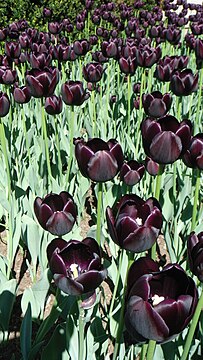 Tulipe noire.JPG