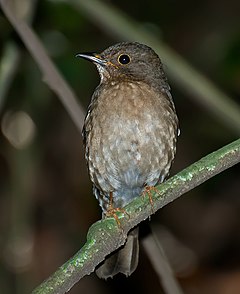 ♀ Turdus flavipes