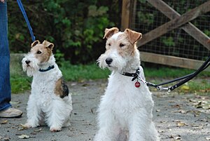 Fox Terrier