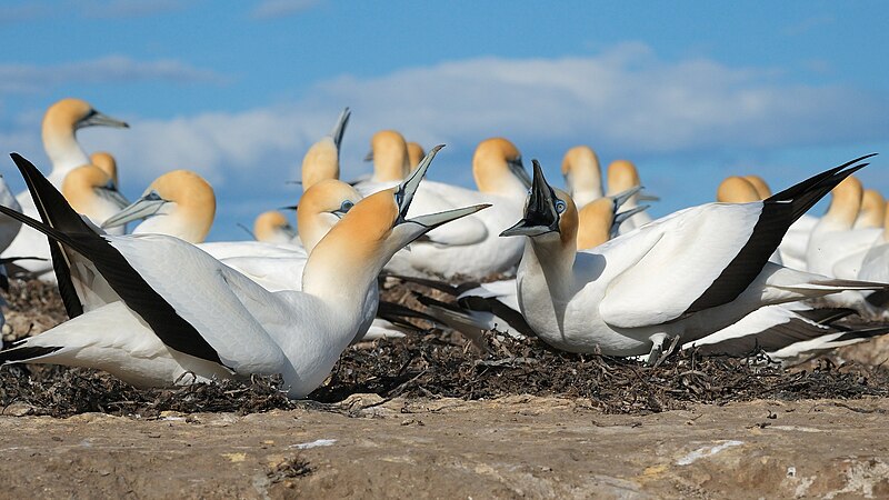 File:Two gannets squawking at each other.jpg