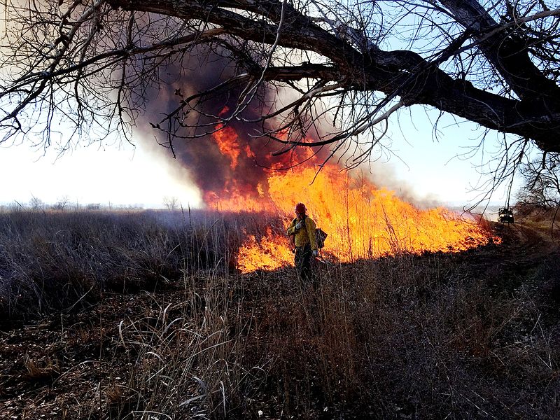 File:USFWS Prescribed Fire Used as a Tool (16786166092).jpg