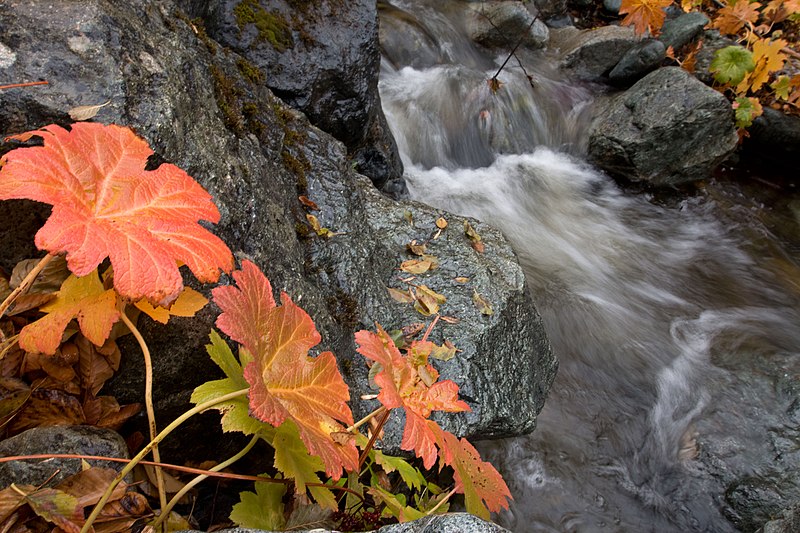 File:USFWS darmera peltata (23830934825).jpg