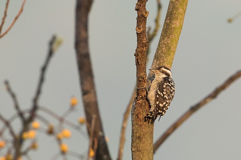 File:Uday Kiran Brown-capped Pygmy Woodpecker, Valparai, Tamil Nadu.jpg