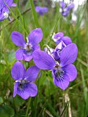 Ulrika - Skogsviol, Viola riviniana (by).jpg