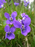 Viola riviniana 