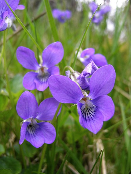 File:Ulrika - Skogsviol, Viola riviniana (by).jpg