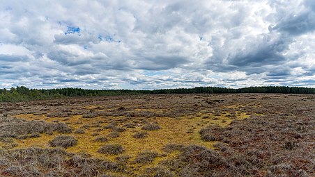 Källdalsmossen har ett rikt fågelliv.