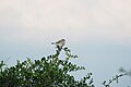 Unidentified Kenyan bird1.JPG