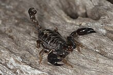 Black rock scorpion