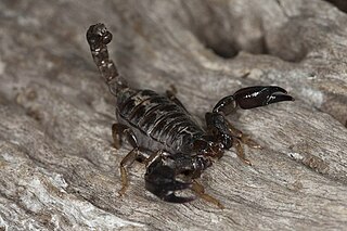 <i>Urodacus manicatus</i> Species of scorpion