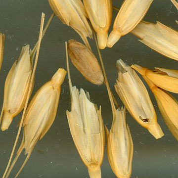 File:Usdaeinkorn1 Triticum monococcum.jpg