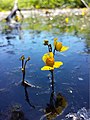 Utricularia australis