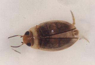 <i>Uvarus lacustris</i> Species of beetle