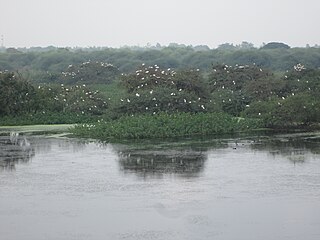 <span class="mw-page-title-main">Vaduvoor Bird Sanctuary</span> Sanctuary in India