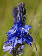   Veronica prostrata subsp. scheereri