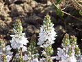 Veronica repens