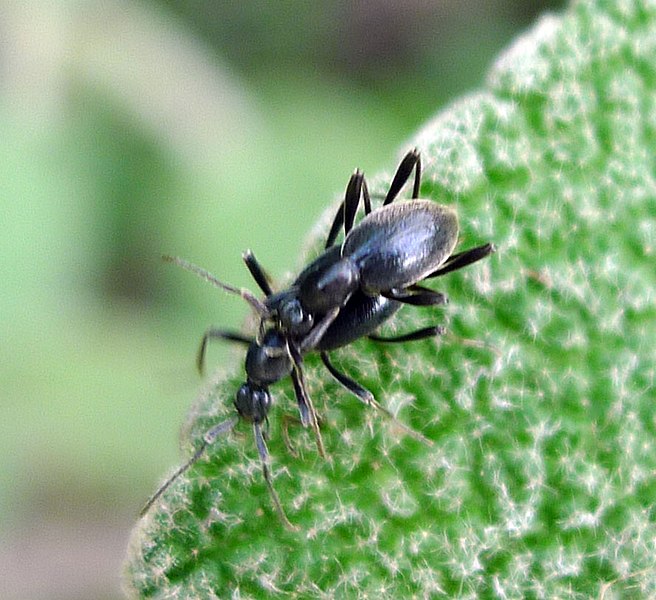 File:Very small...Coleoptera, Palaeostigus palpalis (Scydmaenidae) - Flickr - gailhampshire.jpg