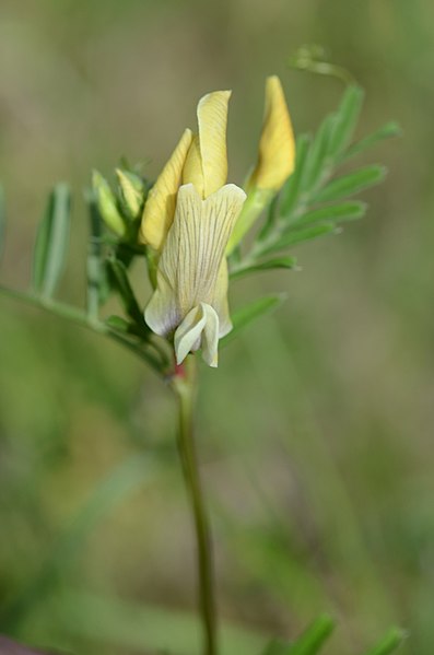 File:Vicia lutea (7358840982).jpg