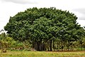 A banyan tree in rural Karnataka, India