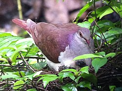 Violaceous Quail-Dove, Panama (8143020744).jpg