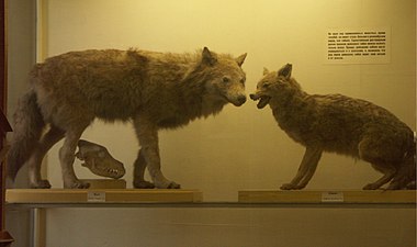 Grey wolf and golden jackal