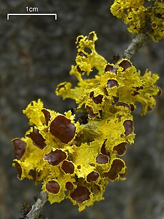 <i>Vulpicida</i> Genus of lichen